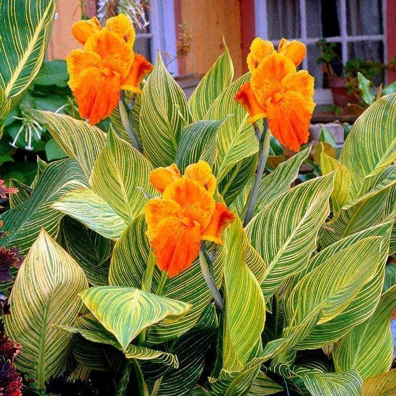 Pretoria canna tesbih çiçeği saksıda yetişmiş