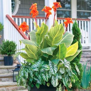 Pretoria canna tesbih çiçeği saksıda yetişmiş