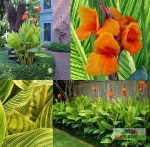 Pretoria canna tesbih çiçeği saksıda yetişmiş
