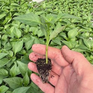 Üçburun Biber Fidesi Köy biberi - kahvaltılık çok verimli çeşit zengarden