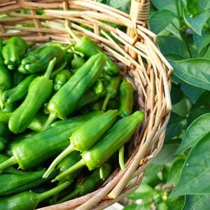 Üçburun Biber Fidesi Köy biberi - kahvaltılık çok verimli çeşit zengarden