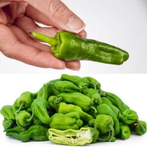 Üçburun Biber Fidesi Köy biberi - kahvaltılık çok verimli çeşit zengarden