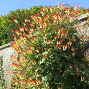 Mina lobata tohumu ispanyol bayrak sarmaşık ipomoea versicolor