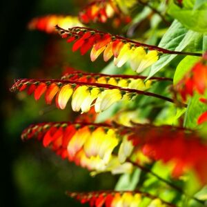 Mina lobata tohumu ispanyol bayrak sarmaşık ipomoea versicolor
