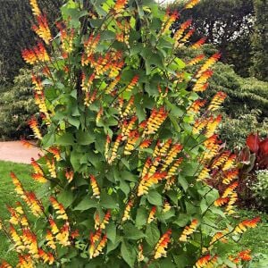 Mina lobata tohumu ispanyol bayrak sarmaşık ipomoea versicolor