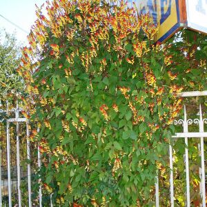 Mina lobata tohumu ispanyol bayrak sarmaşık ipomoea versicolor