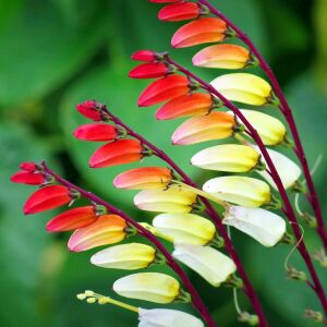 Mina lobata tohumu ispanyol bayrak sarmaşık ipomoea versicolor