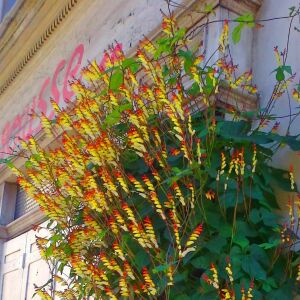 Mina lobata tohumu ispanyol bayrak sarmaşık ipomoea versicolor