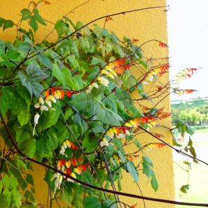 Mina lobata tohumu ispanyol bayrak sarmaşık ipomoea versicolor