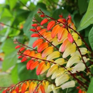 Mina lobata tohumu ispanyol bayrak sarmaşık ipomoea versicolor
