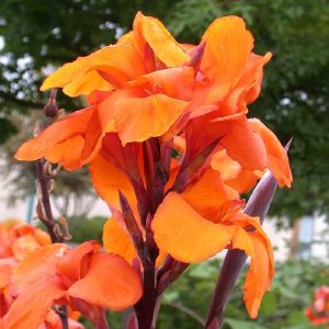 Wyoming canna tesbih çiçeği saksıda yetişmiş