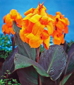 Wyoming canna tesbih çiçeği saksıda yetişmiş