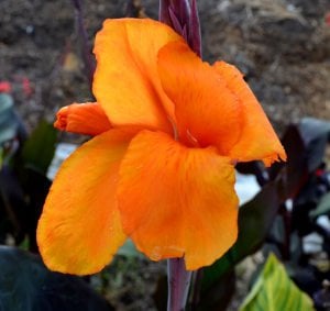 Wyoming canna tesbih çiçeği saksıda yetişmiş