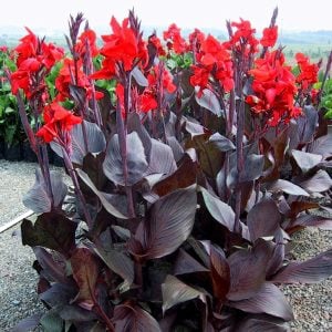 Tropicanna black canna tesbih çiçeği saksıda yetişmiş