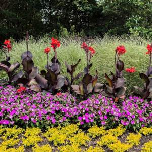 Tropicanna black canna tesbih çiçeği saksıda yetişmiş
