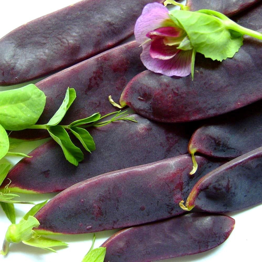 Şiraz siyah bezelye tohumu shiraz snow pea purple mangetout