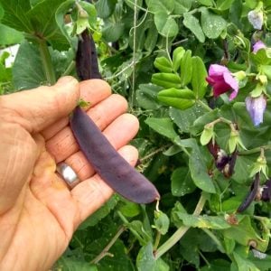 Şiraz siyah bezelye tohumu shiraz snow pea purple mangetout
