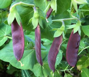 Şiraz siyah bezelye tohumu shiraz snow pea purple mangetout