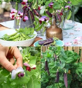 Şiraz siyah bezelye tohumu shiraz snow pea purple mangetout