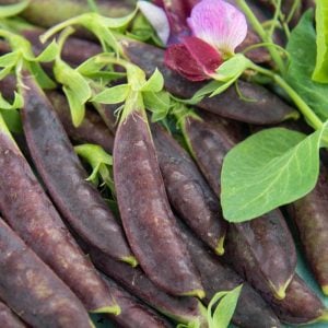 Şiraz siyah bezelye tohumu shiraz snow pea purple mangetout