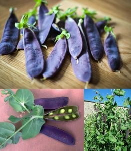 Şiraz siyah bezelye tohumu shiraz snow pea purple mangetout