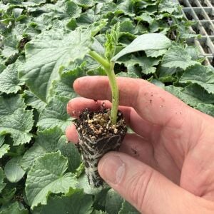 Badem salatalık fidesi - en verimli çeşidimizden zengarden