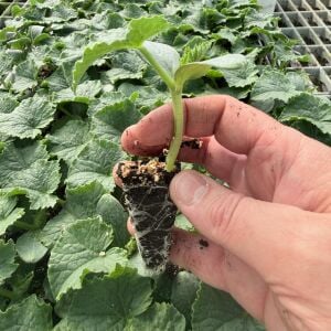 Badem salatalık fidesi - en verimli çeşidimizden zengarden