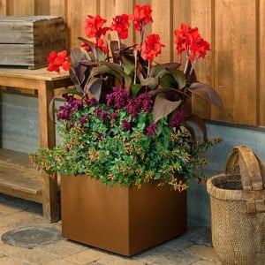 Tropicanna black canna tesbih çiçeği saksıda yetişmiş