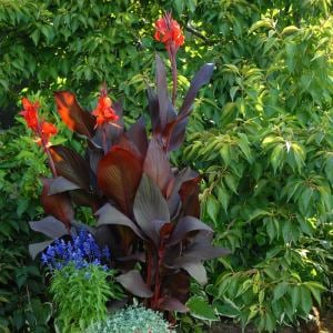 Tropicanna black canna tesbih çiçeği saksıda yetişmiş