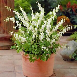 Beyaz Kanayan Kalpler Çiçeği saksıda yetişmiş çiçekli