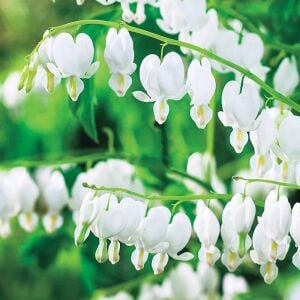 Beyaz Kanayan Kalpler Çiçeği saksıda yetişmiş çiçekli