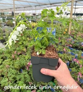 Beyaz Kanayan Kalpler Çiçeği saksıda yetişmiş çiçekli