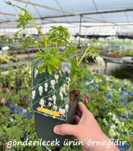 Beyaz Kanayan Kalpler Çiçeği saksıda yetişmiş çiçekli