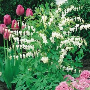 Beyaz Kanayan Kalpler Çiçeği saksıda yetişmiş çiçekli