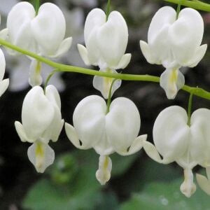 Beyaz Kanayan Kalpler Çiçeği saksıda yetişmiş çiçekli