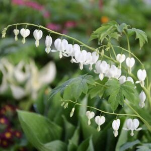 Beyaz Kanayan Kalpler Çiçeği saksıda yetişmiş çiçekli