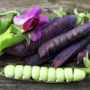 Blauwschokker mor bezelye tohumu atalık çeşit