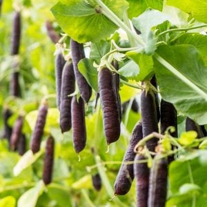 Blauwschokker mor bezelye tohumu atalık çeşit