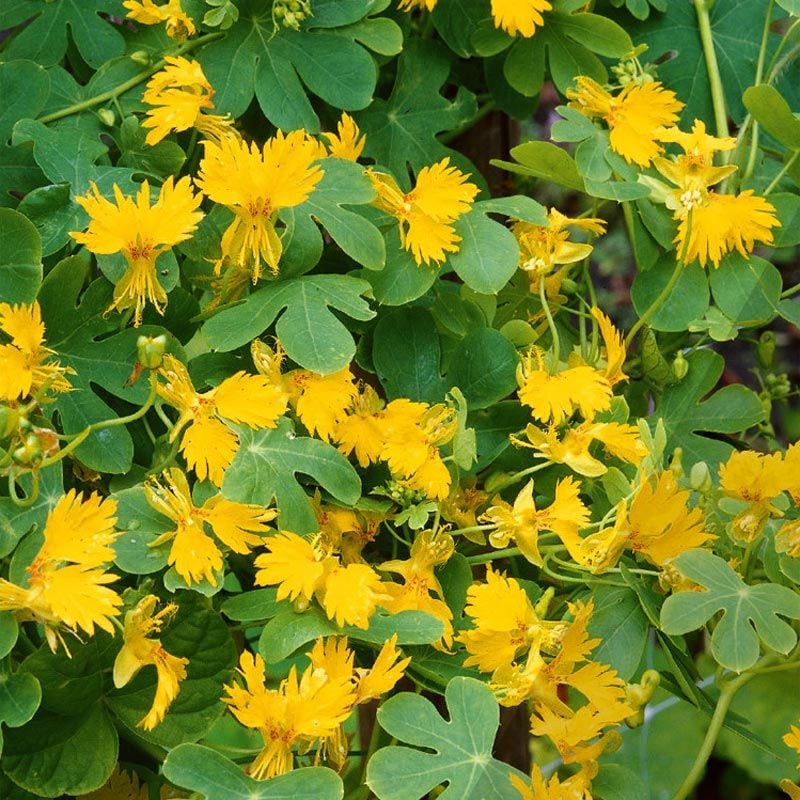 Kanarya sarmaşık tohumu tropaeolum peregrinum