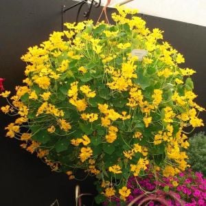 Kanarya sarmaşık tohumu tropaeolum peregrinum