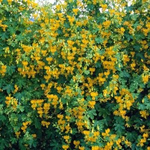 Kanarya sarmaşık tohumu tropaeolum peregrinum