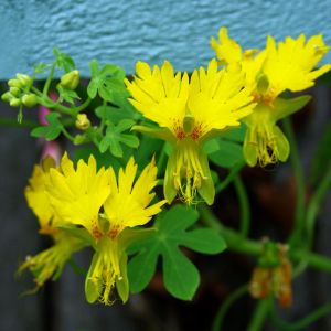 Kanarya sarmaşık tohumu tropaeolum peregrinum