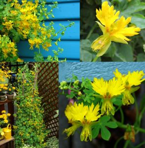 Kanarya sarmaşık tohumu tropaeolum peregrinum