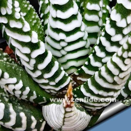 Haworthia attenuata zebra yetişmiş saksıda 1 adet 7 cm saksı