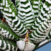Haworthia attenuata zebra yetişmiş saksıda 1 adet 7 cm saksı