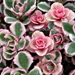 Sedum spurium tricolor 3 renk yapraklı pembe çiçekli