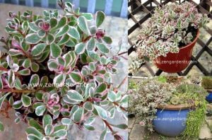 Sedum spurium tricolor 3 renk yapraklı pembe çiçekli