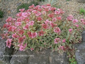 Sedum spurium tricolor 3 renk yapraklı pembe çiçekli