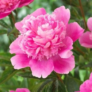 Bouquet Perfect şakayık saksılı bitki peony paeonia