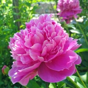 Bouquet Perfect şakayık saksılı bitki peony paeonia